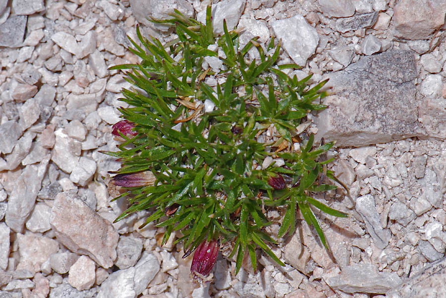 del monte Civetta - Silene acaulis